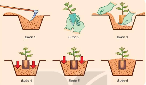 trồng rừng bằng cây con có bầu.olm